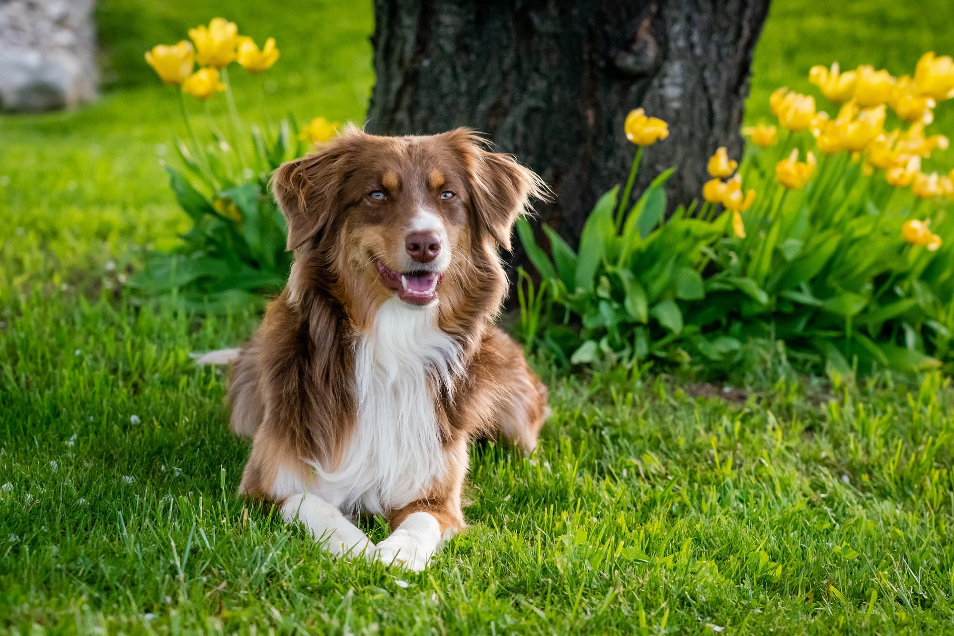 Poison To Keep Dogs Away FOTP